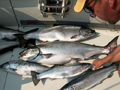 Lake Ontario Fishing